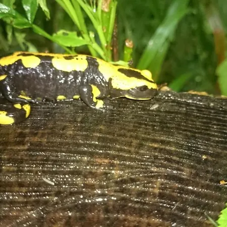 Waldhäuschen Am Waldesrand Ferienhaus Wernigerode