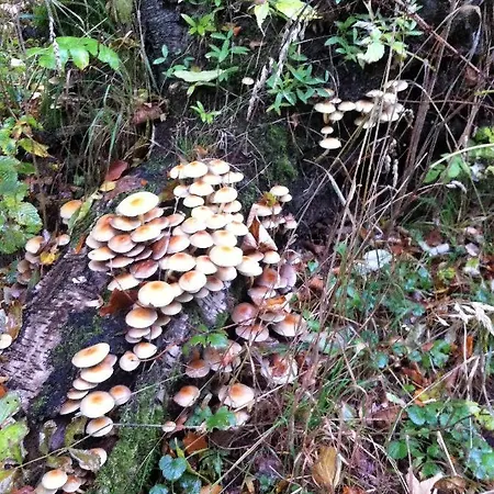 Waldhäuschen Am Waldesrand Ferienhaus